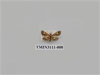 藏品(螟蛾204)的圖片